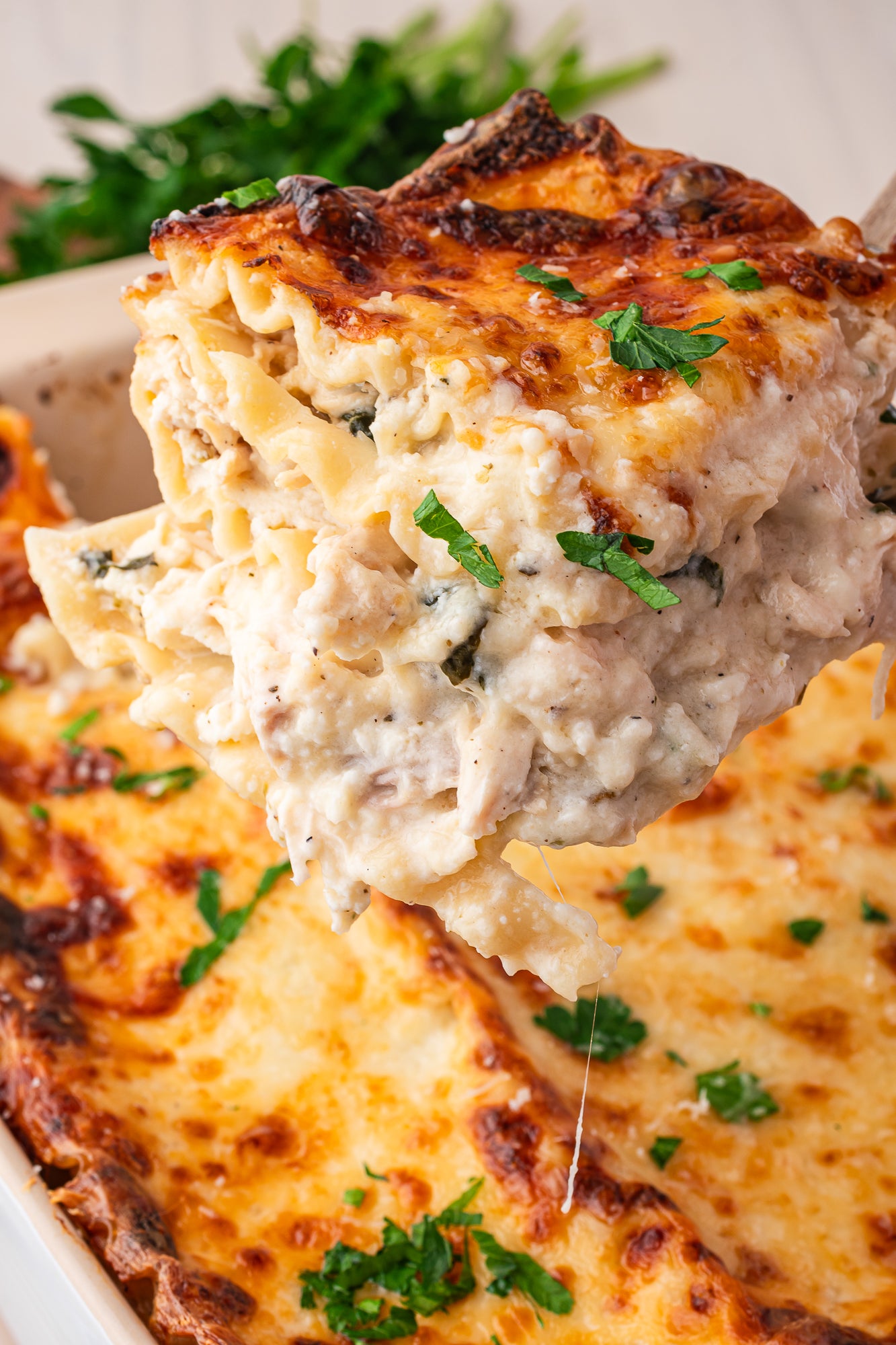 Chicken Alfredo Lasagna